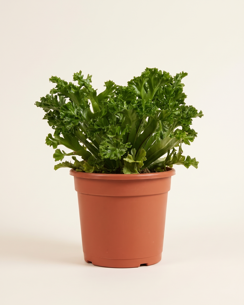 Asplenium Crispy Wave Single Crown (Young) أسبلينيوم كريسبي ويف