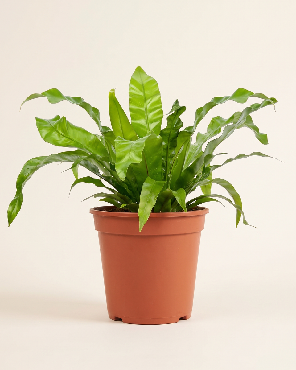 Asplenium Nidus Single Crown (Young) أسبلينيوم نيدوس