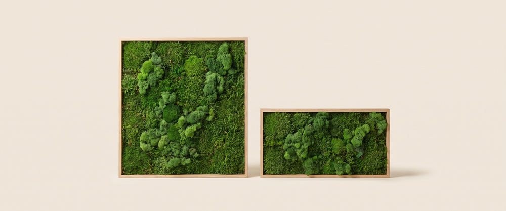 Moss Walls & Framed Moss Art banner
