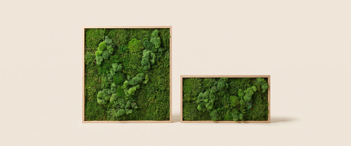 Moss Walls & Framed Moss Art