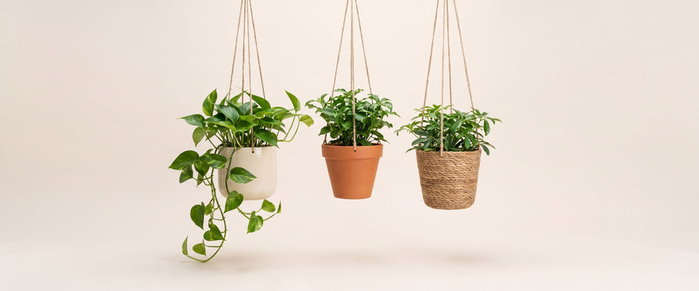 Hanging Pots & Planters banner