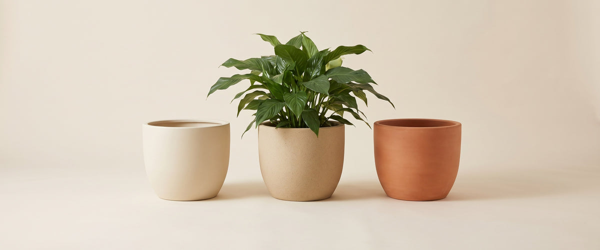 Large Pots (30–50 cm)