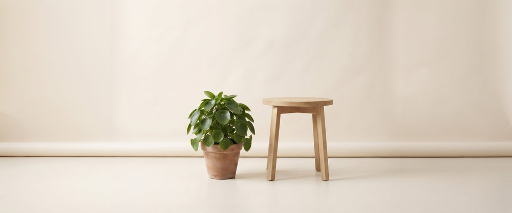 Medium plants banner