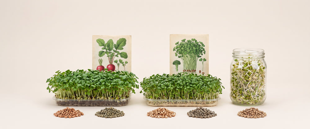 Microgreens & Sprouting Seeds banner