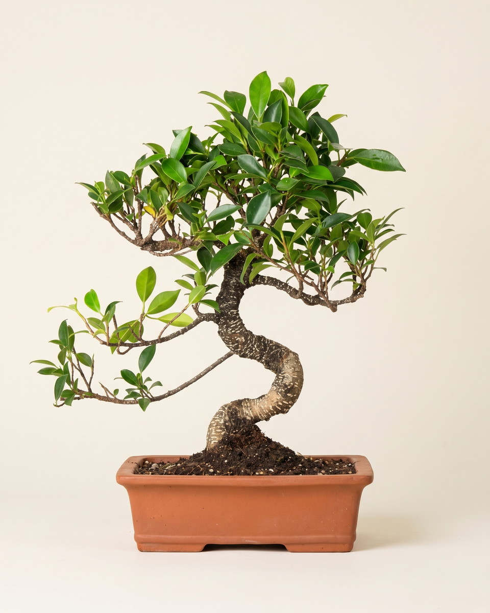 Bonsai Ficus Tree بونساي فيكس