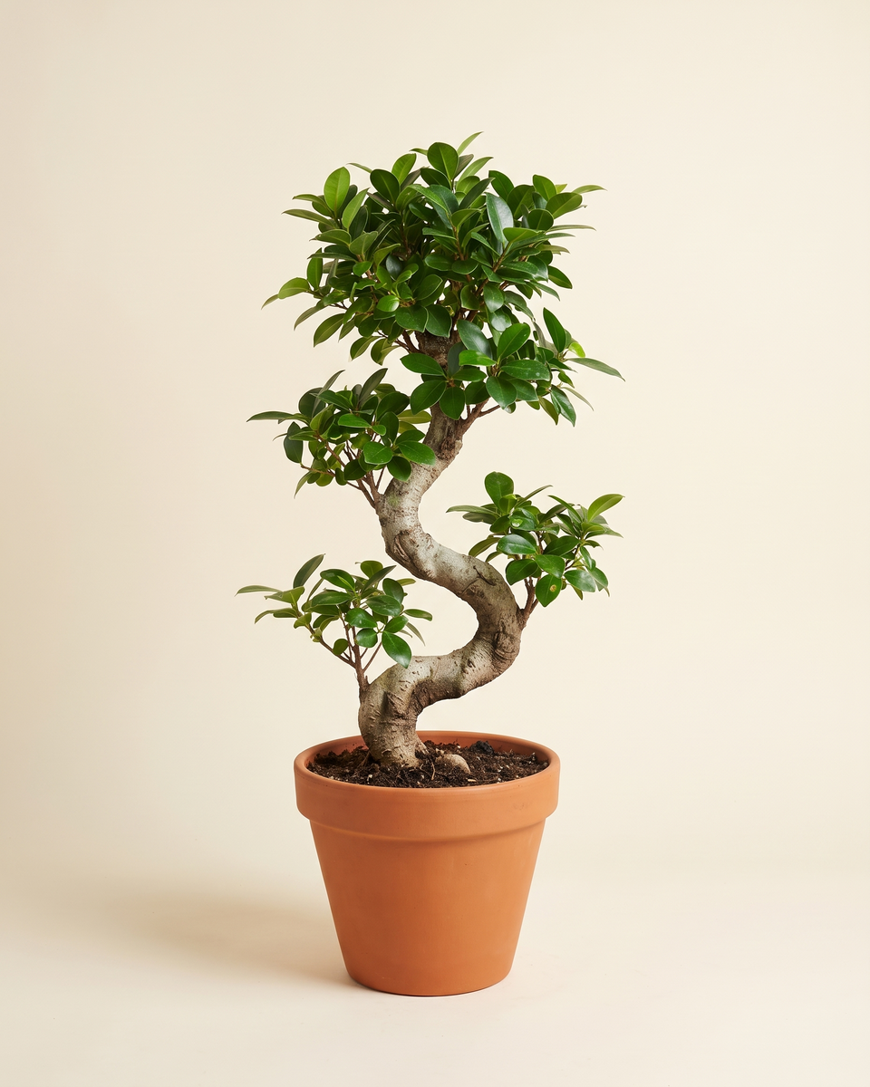 Bonsai Ficus Tree بونساي فيكس