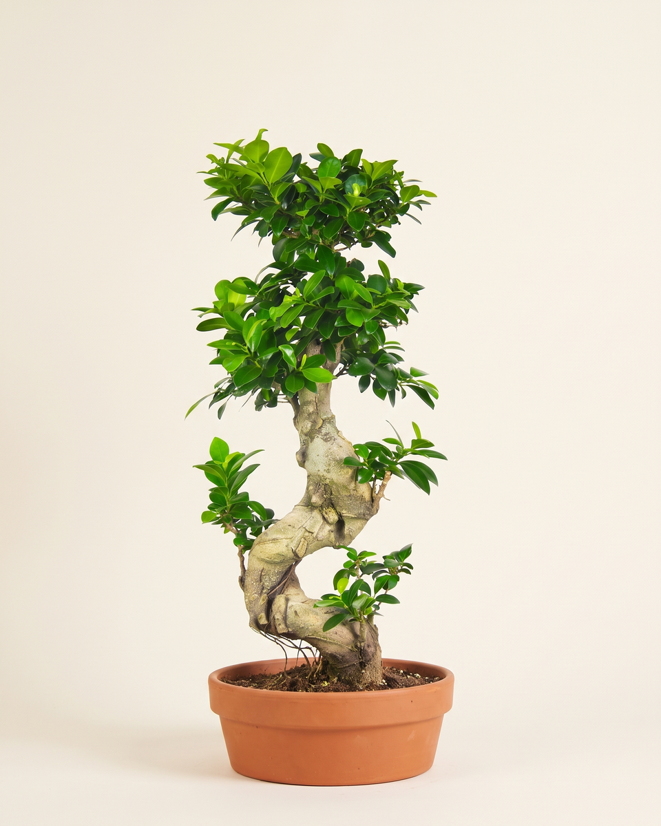 Bonsai Ficus Tree بونساي فيكس