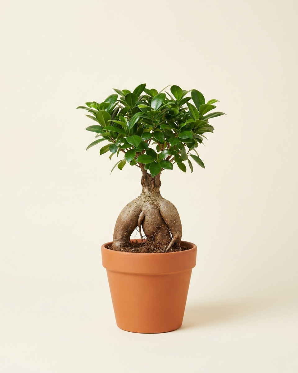 Bonsai Ficus Ginseng Tree بونساي فيكس جينسنغ