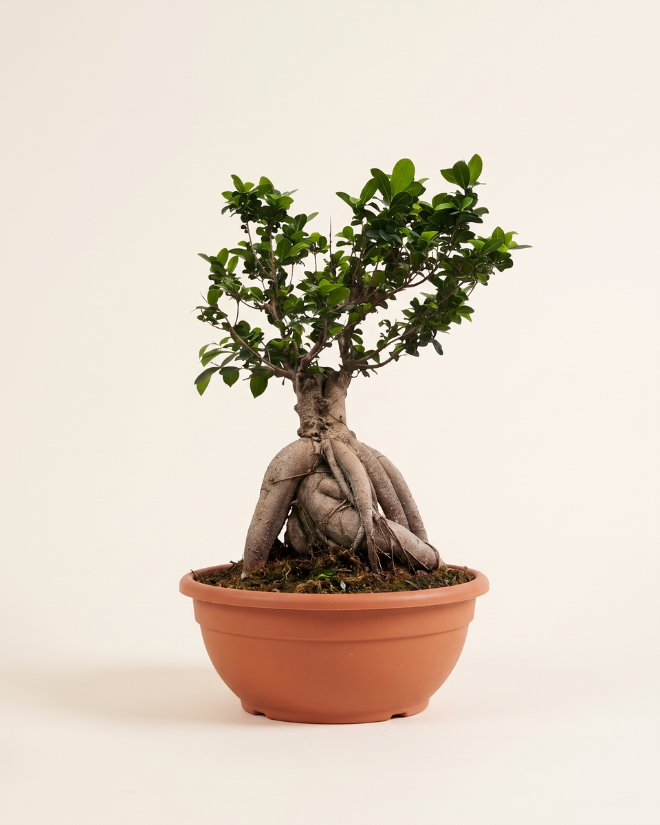 Bonsai Ficus Ginseng Tree بونساي فيكس جينسنغ