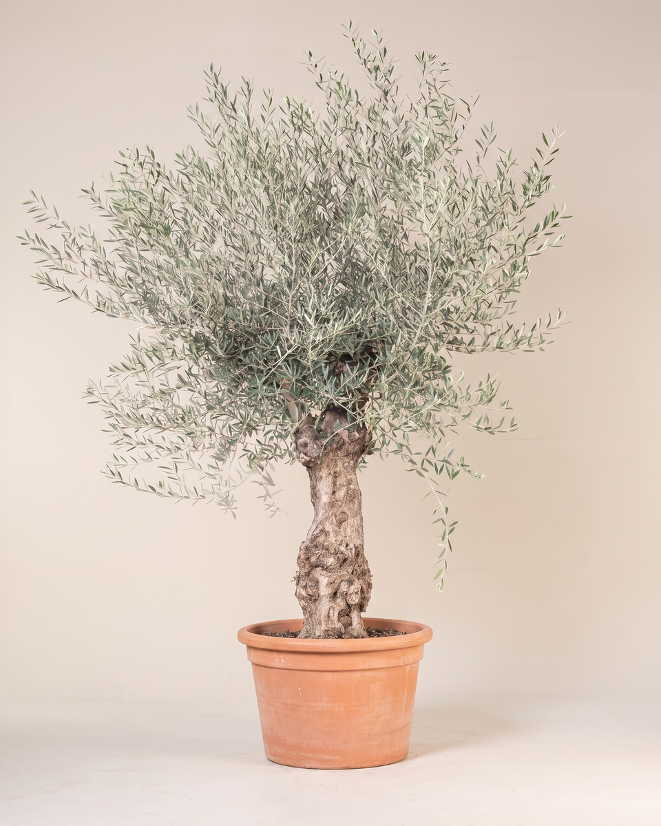 Bonsai Olea Tree (Specimen) بونساي زيتون