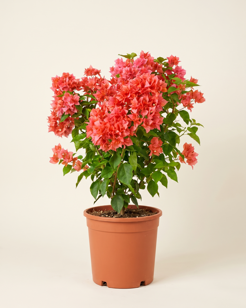 Bougainvillea Coral Bush جهنمية مرجاني