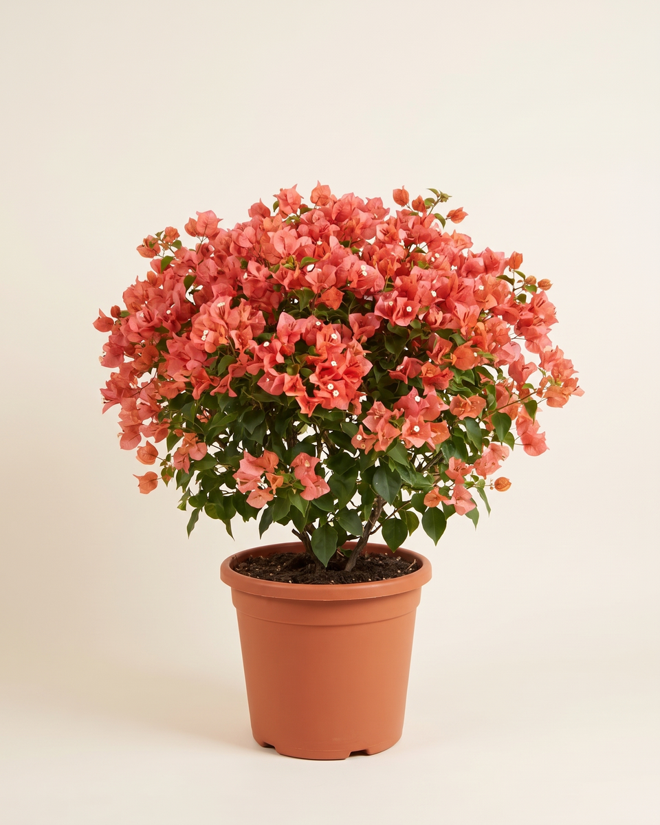 Bougainvillea Coral Bush جهنمية مرجاني
