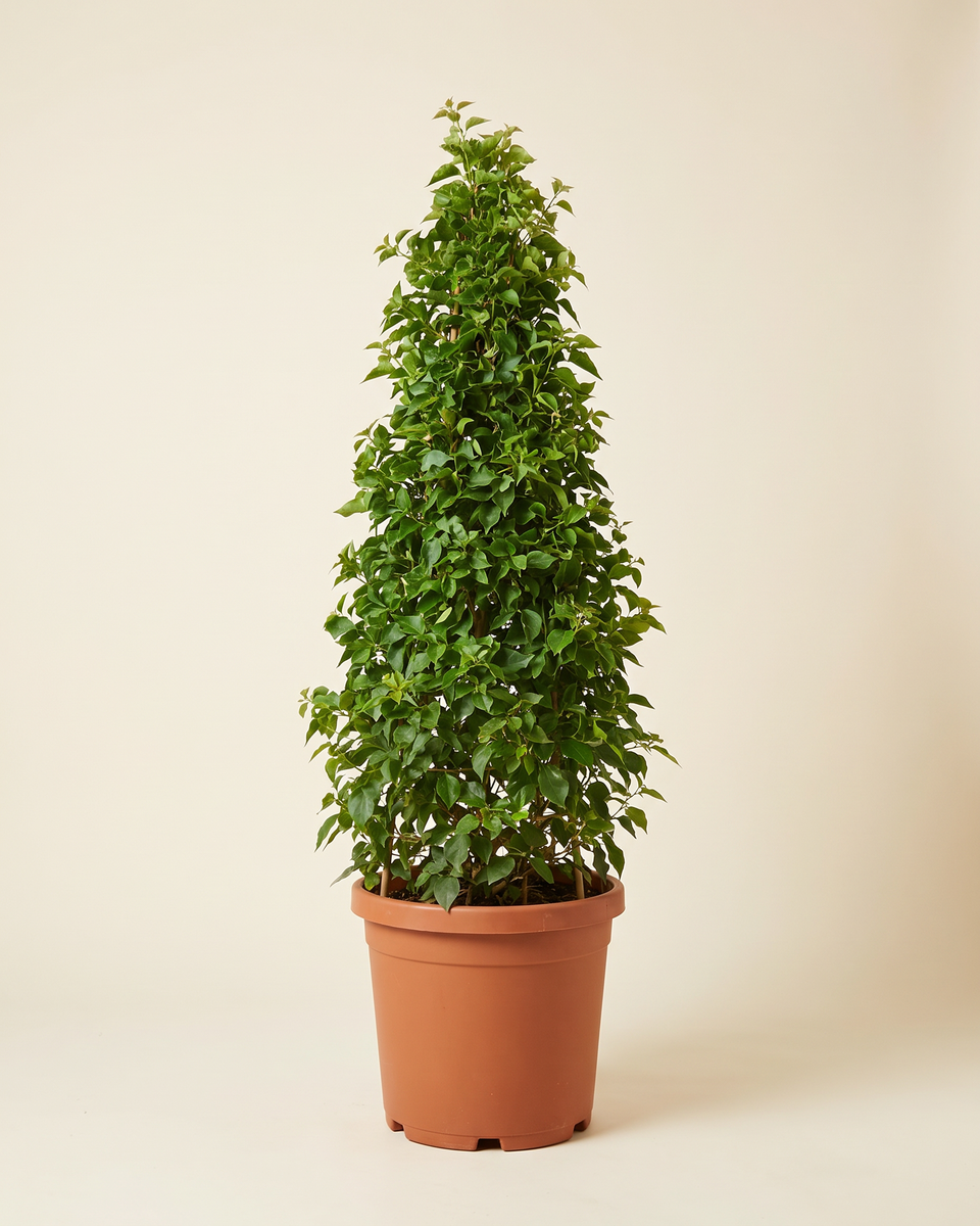 Bougainvillea Green (No Flowers) Pyramid جهنمية أخضر