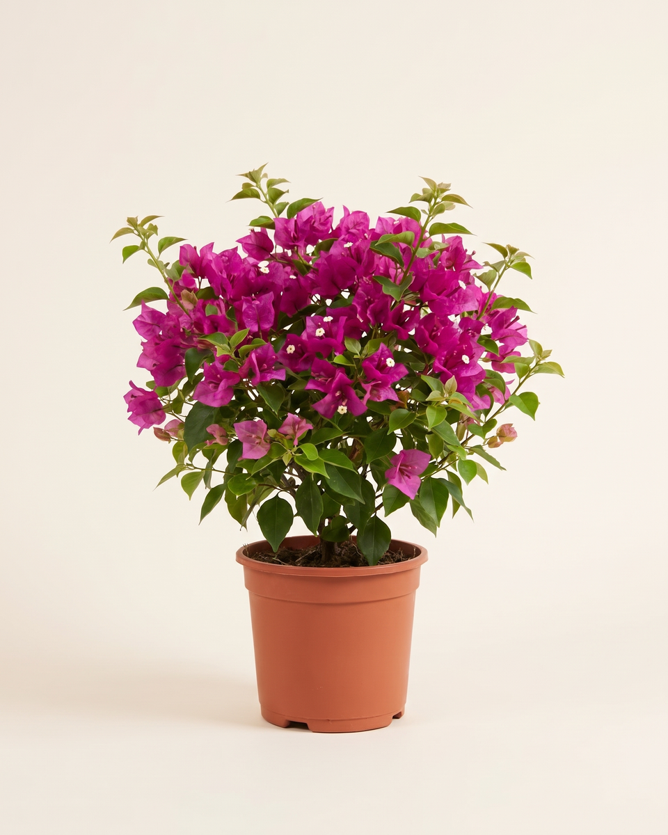 Bougainvillea Magenta Bush (Young) جهنمية ماجنتا