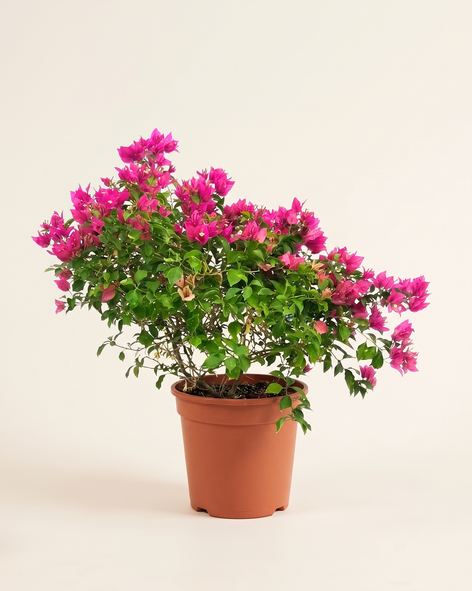 Bougainvillea Magenta Bush جهنمية ماجنتا