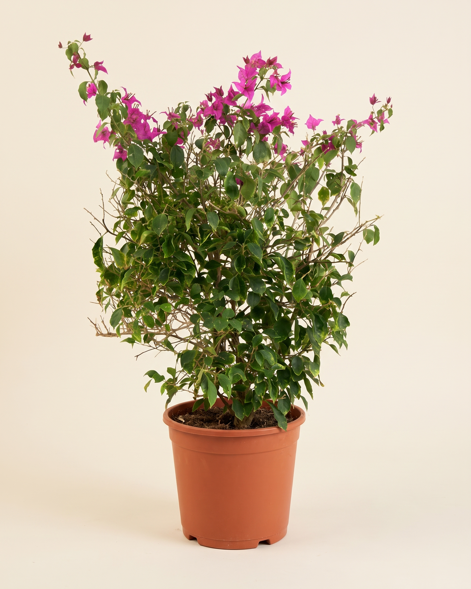 Bougainvillea Magenta Bush جهنمية ماجنتا