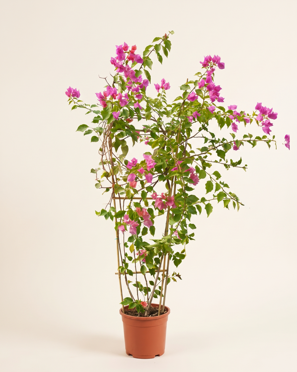 Bougainvillea Magenta Cane Climber جهنمية ماجنتا