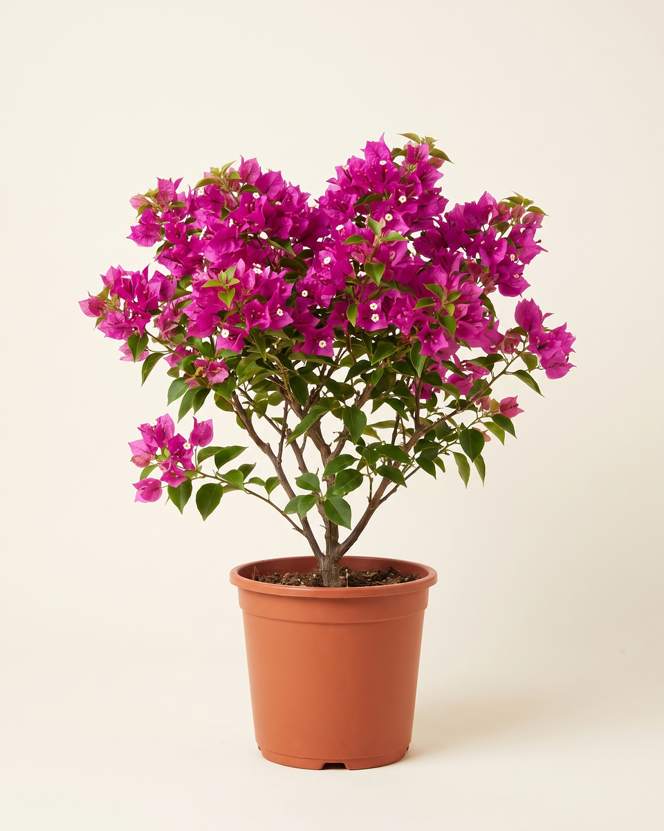 Bougainvillea Magenta Dwarf جهنمية ماجنتا