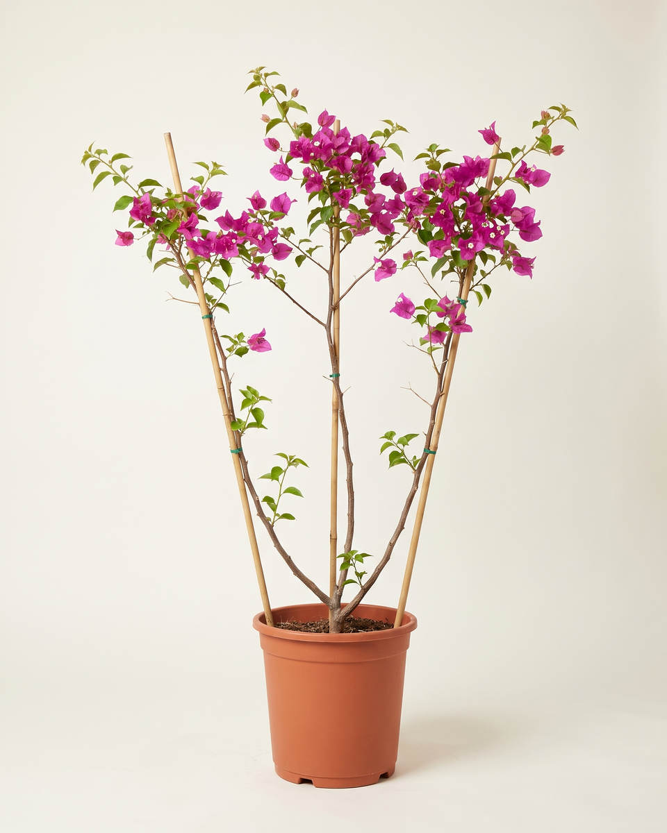 Bougainvillea Magenta Multi-Cane (Young) جهنمية ماجنتا