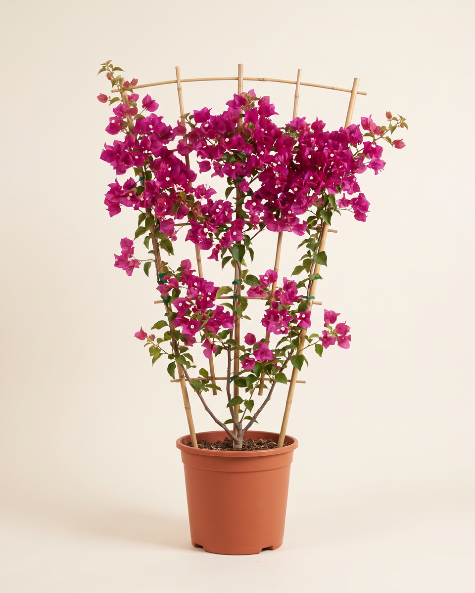 Bougainvillea Magenta Multi-Cane جهنمية ماجنتا