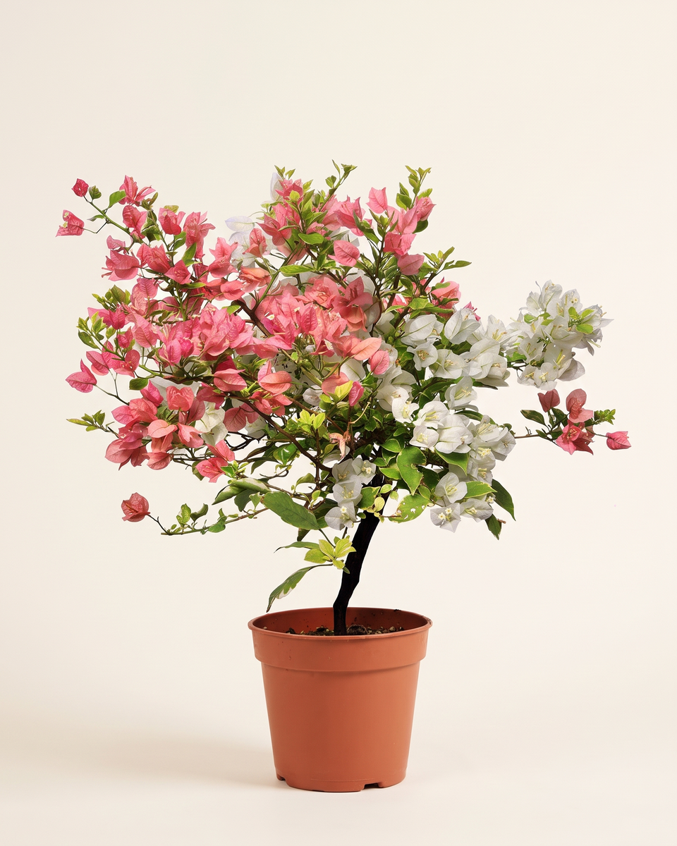 Bougainvillea Mixed Bush جهنمية متعدد الألوان
