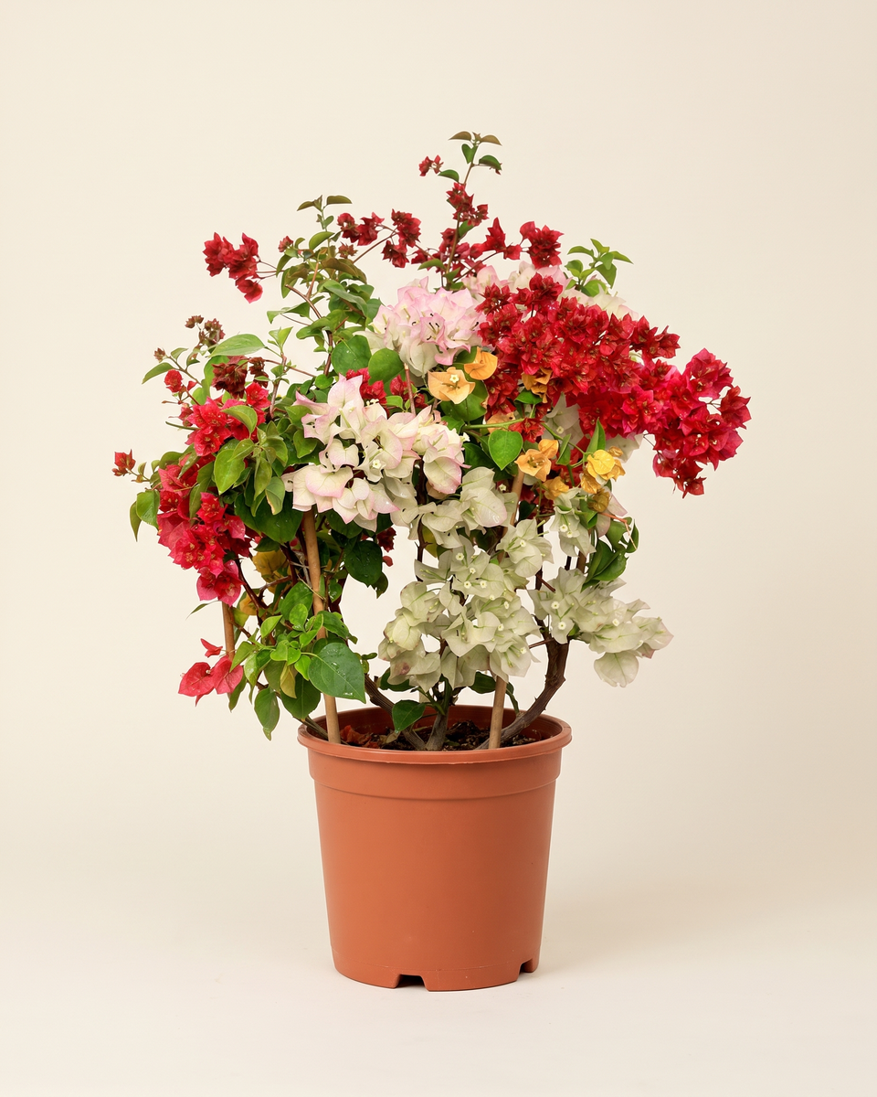 Bougainvillea Mixed Bush جهنمية متعدد الألوان