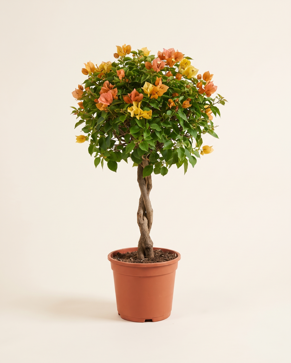 Bougainvillea Mixed Standard Tree جهنمية متعدد الألوان