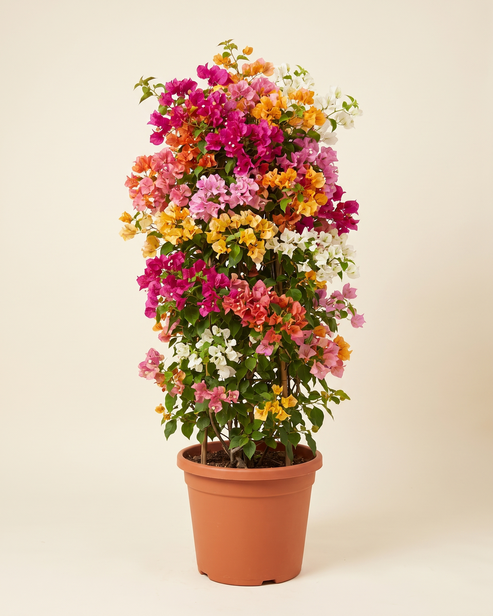 Bougainvillea Mixed Tower Topiary (Specimen) جهنمية متعدد الألوان