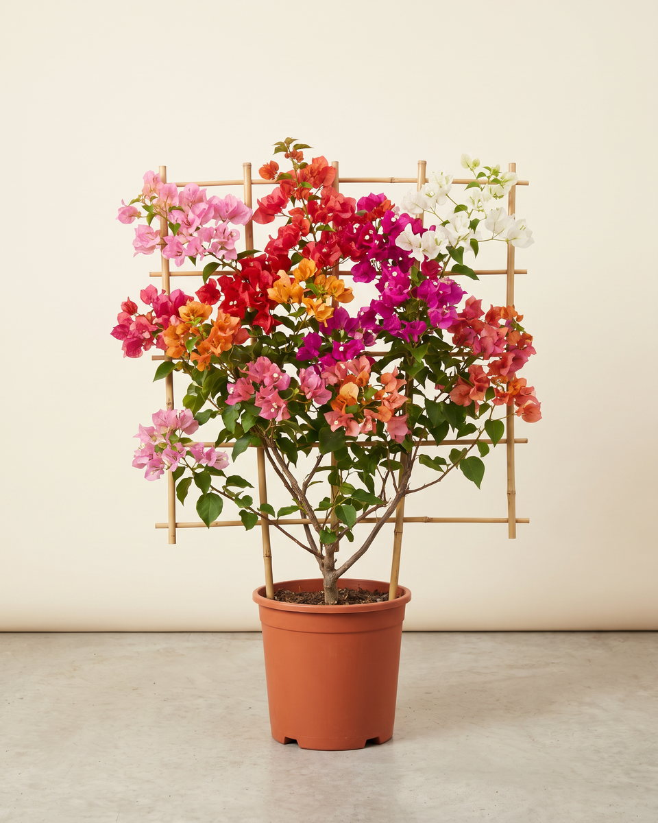 Bougainvillea Mixed Trellis جهنمية متعدد الألوان