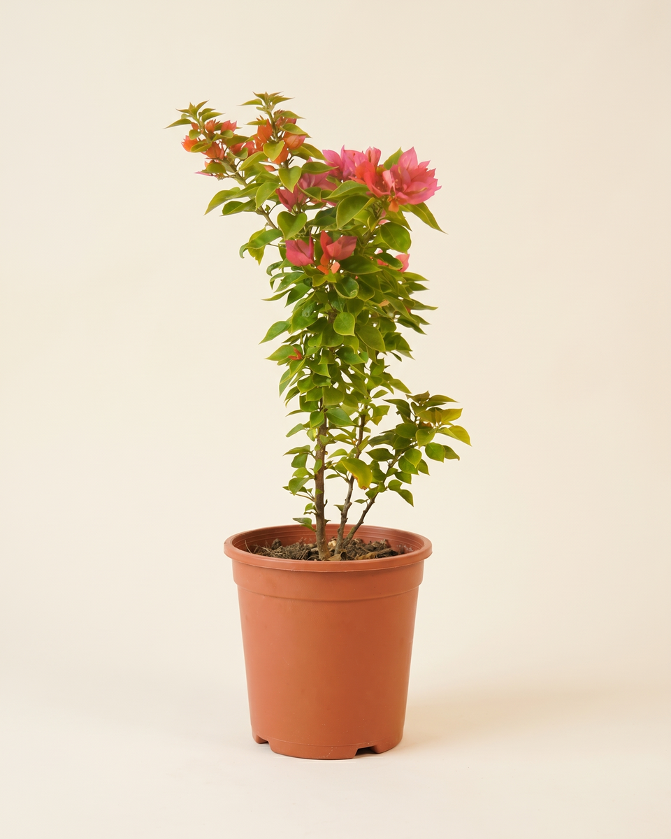 Bougainvillea Orange-Pink Dwarf جهنمية برتقالي وردي