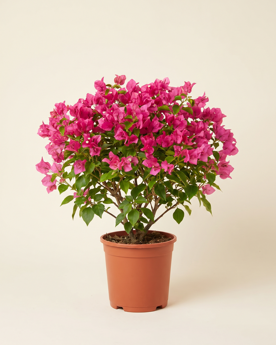 Bougainvillea Pink Bush جهنمية وردي