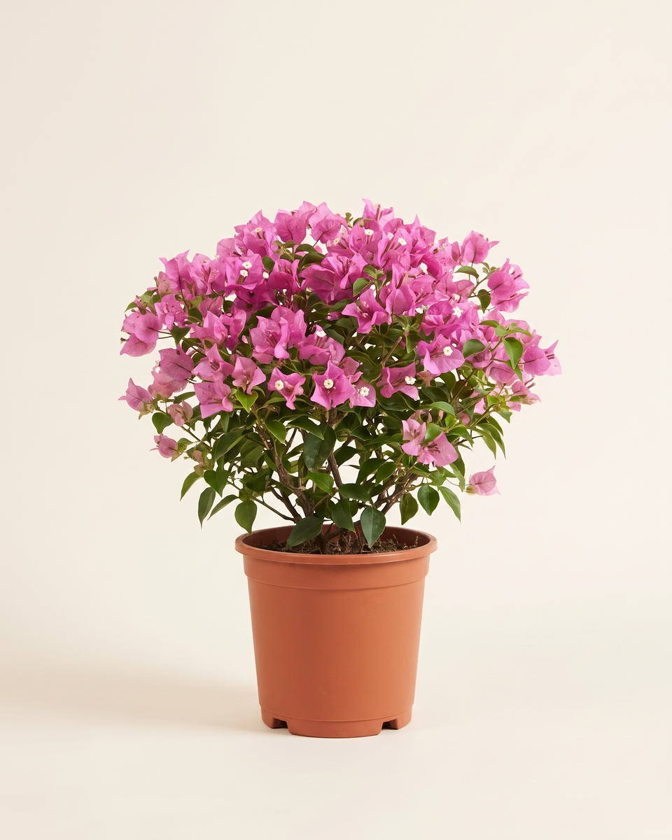 Bougainvillea Pink Bush جهنمية وردي