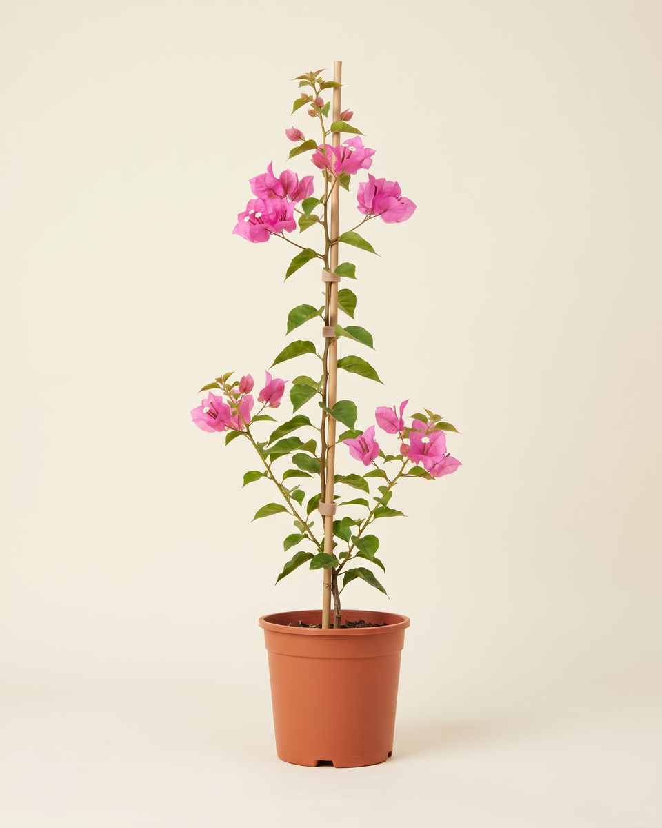 Bougainvillea Pink Cane Climber (Young) جهنمية وردي