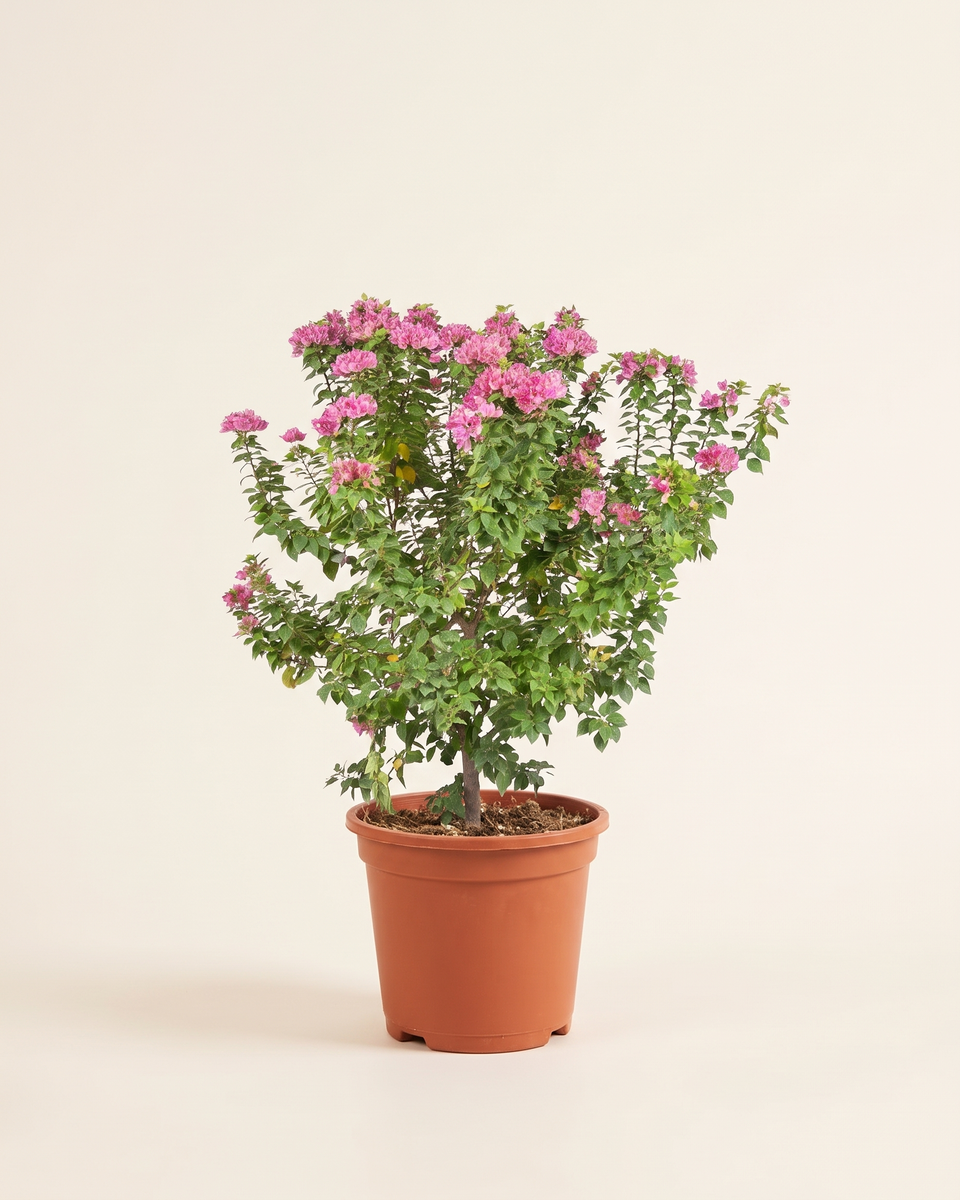 Bougainvillea Pink Dwarf جهنمية وردي