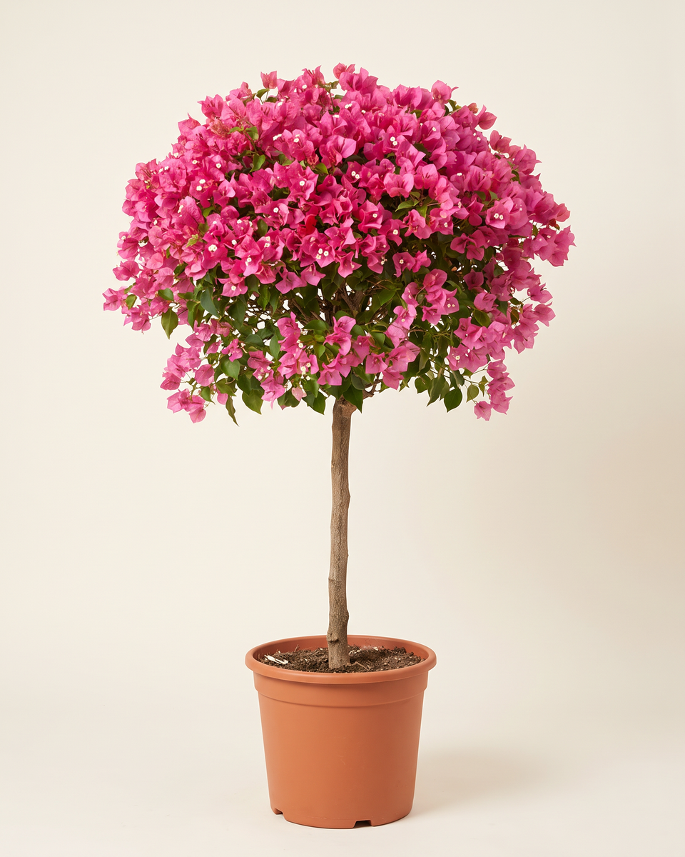 Bougainvillea Pink Standard Tree (Specimen) جهنمية وردي