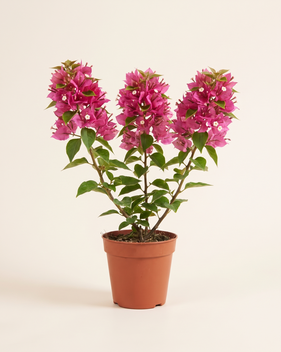 Bougainvillea Pink Torch Glow جهنمية وردي