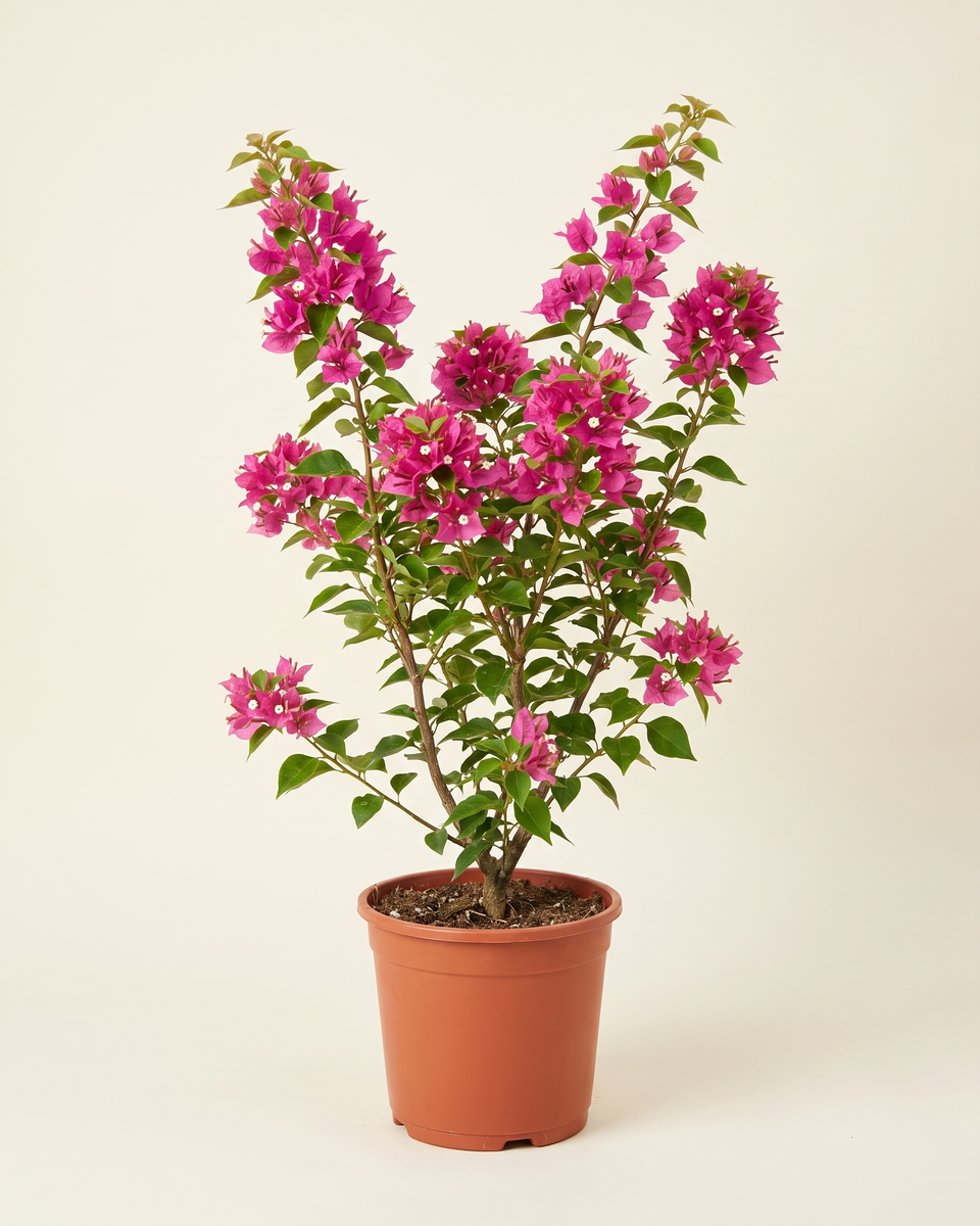 Bougainvillea Pink Torch Glow جهنمية وردي