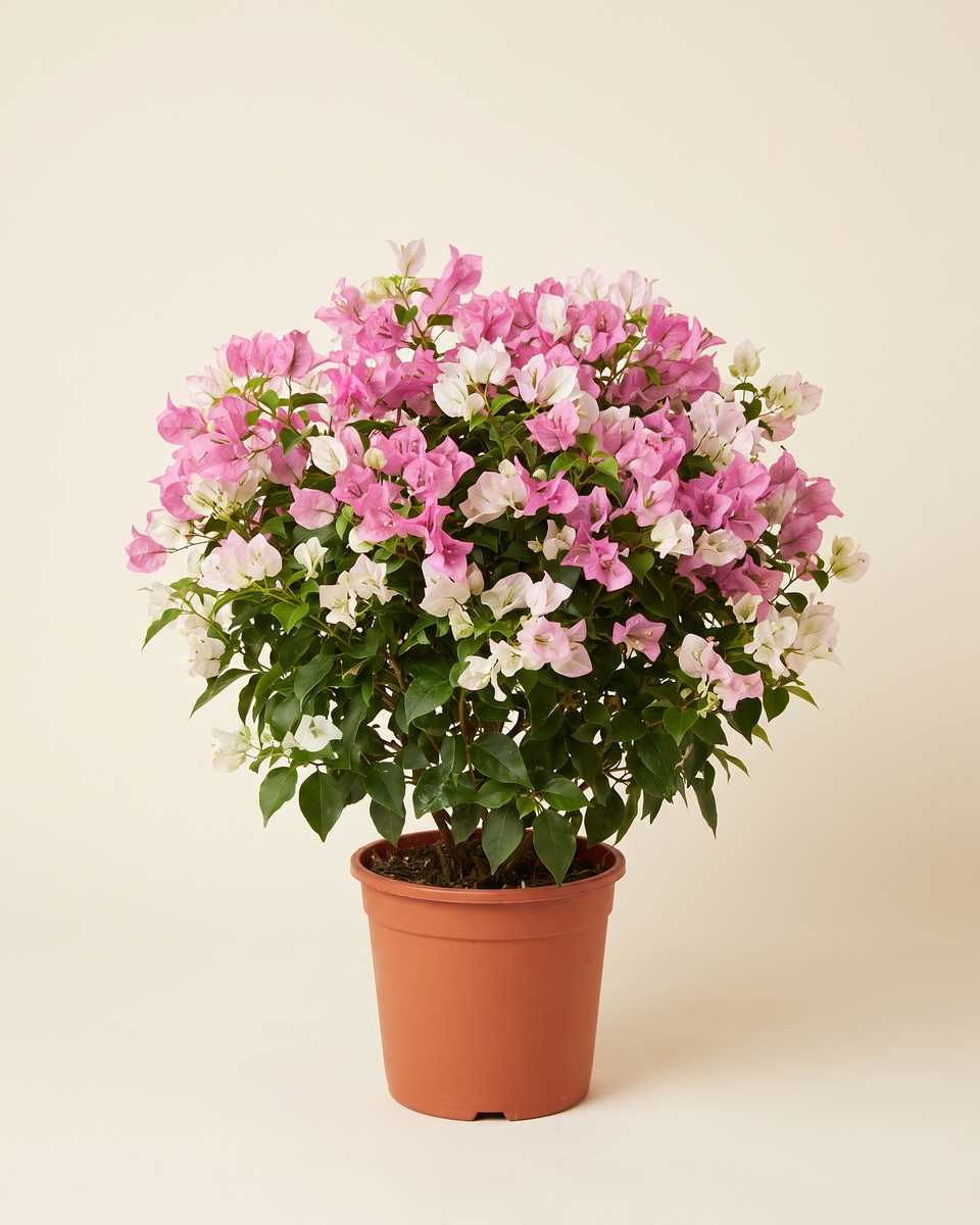Bougainvillea Pink-White Bush جهنمية وردي وأبيض