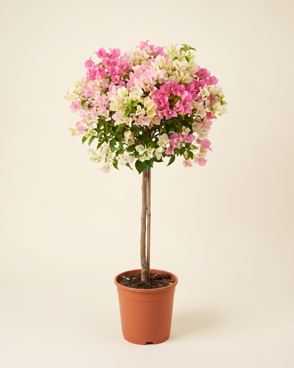Bougainvillea Pink-White Standard Tree جهنمية وردي وأبيض