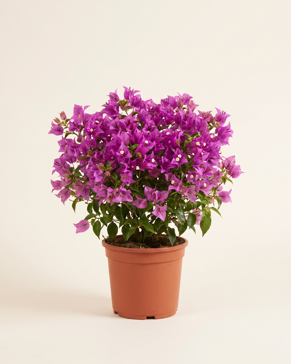 Bougainvillea Purple Bush جهنمية بنفسجي
