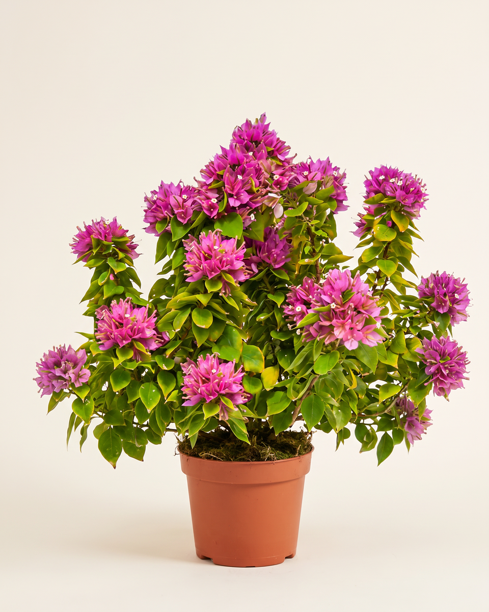 Bougainvillea Purple Bush جهنمية بنفسجي