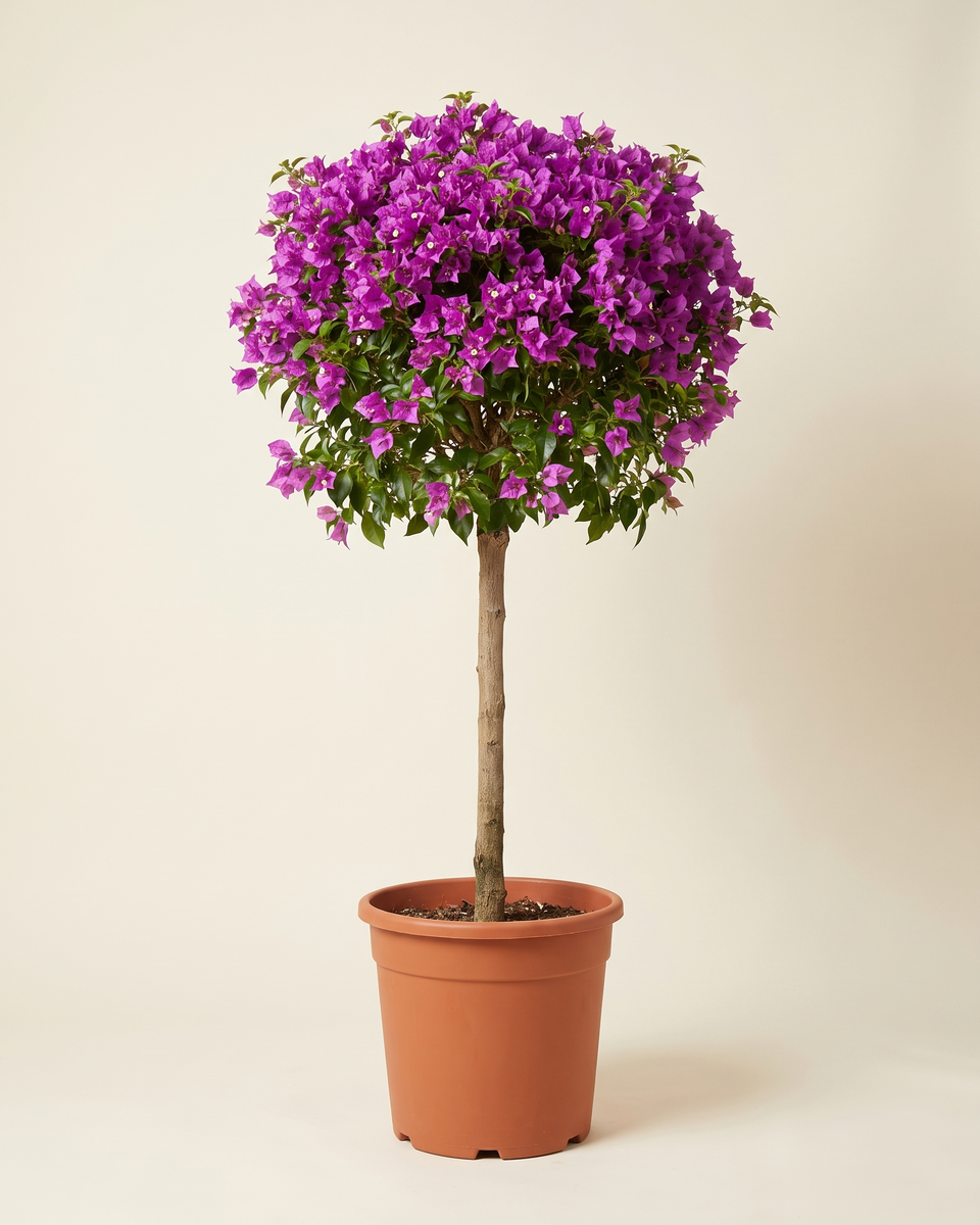 Bougainvillea Purple Standard Tree (Specimen) جهنمية بنفسجي