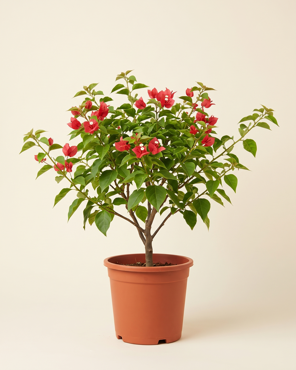 Bougainvillea Red Bush (Young) جهنمية أحمر