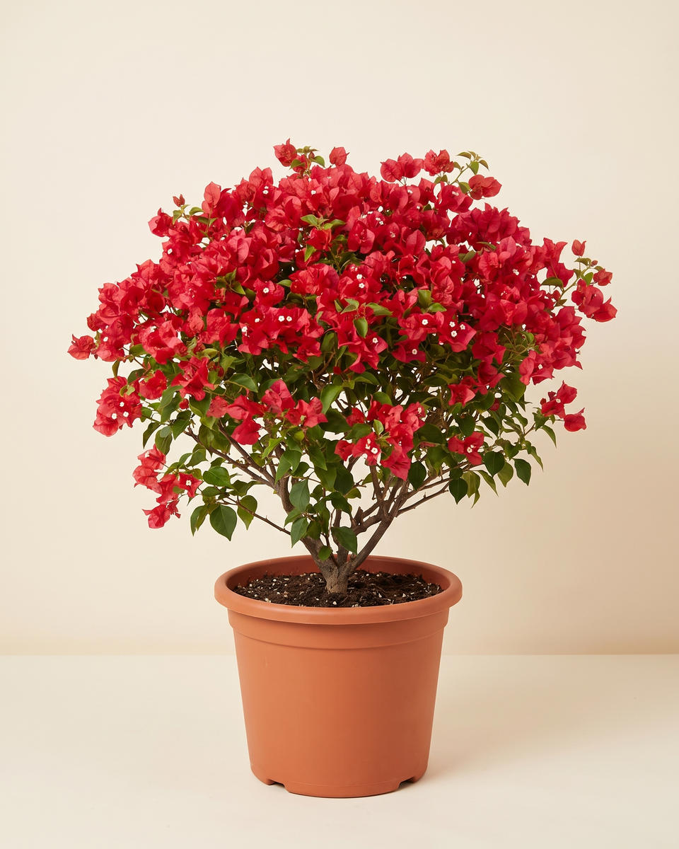 Bougainvillea Red Bush جهنمية أحمر