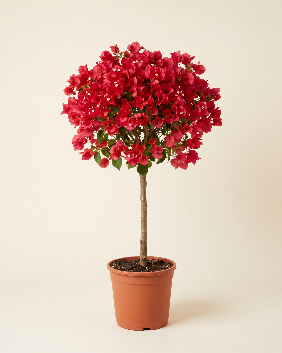 Bougainvillea Red Standard Tree جهنمية أحمر