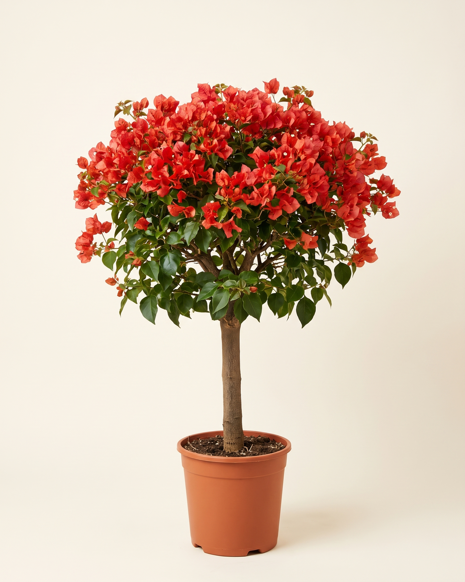 Bougainvillea Red-Orange Standard Tree جهنمية أحمر برتقالي