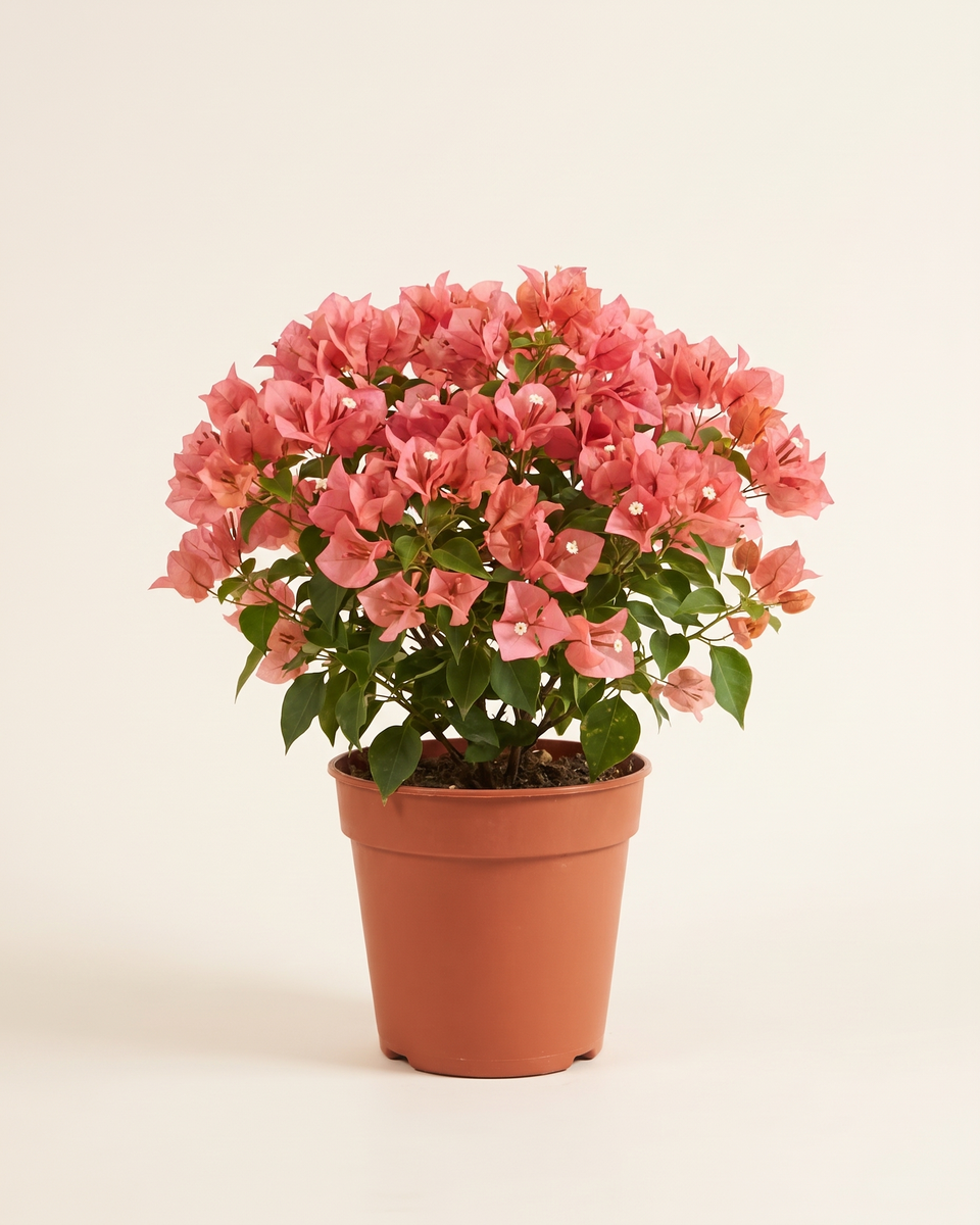 Bougainvillea Salmon Pink Bush جهنمية وردي سلموني