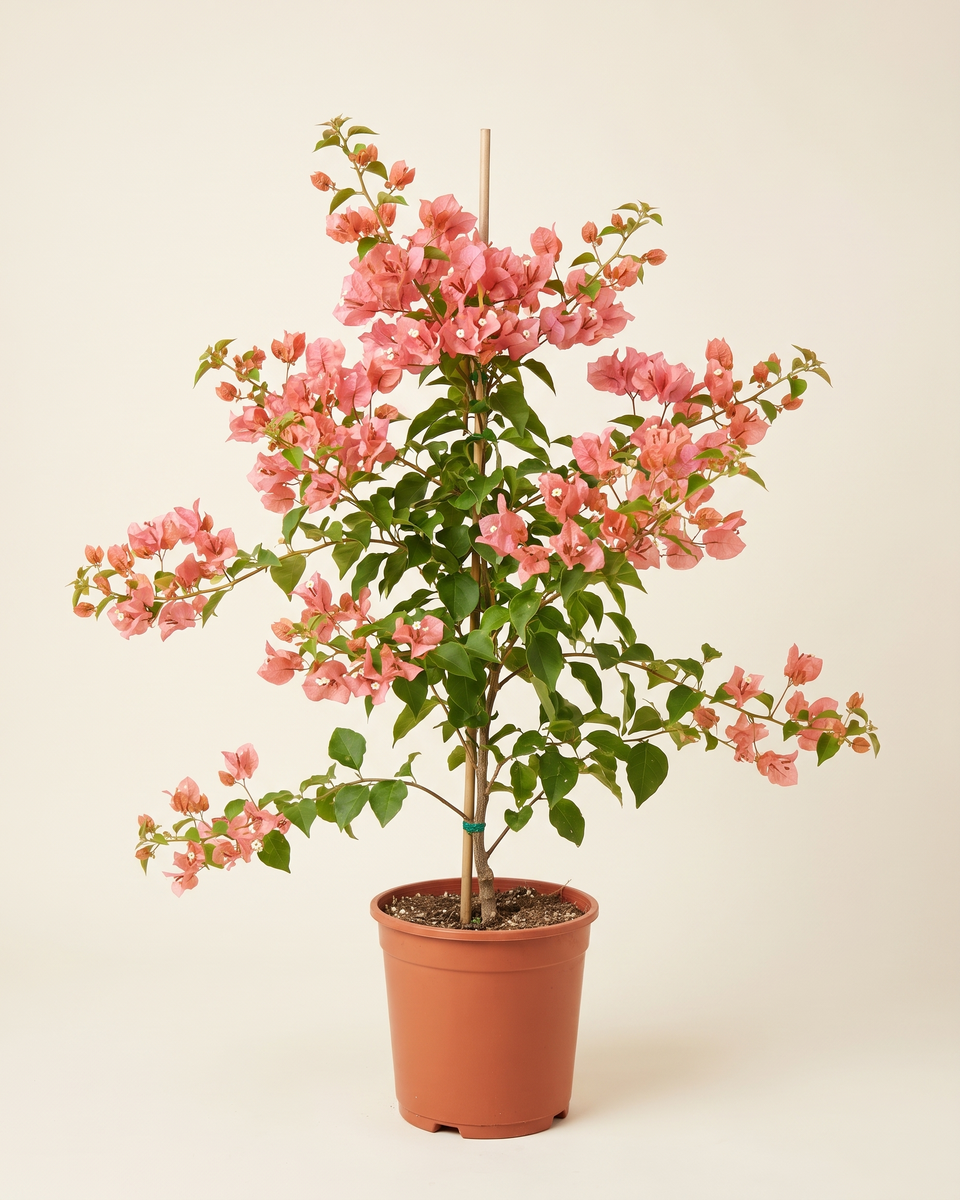 Bougainvillea Salmon Pink Cane Climber جهنمية وردي سلموني