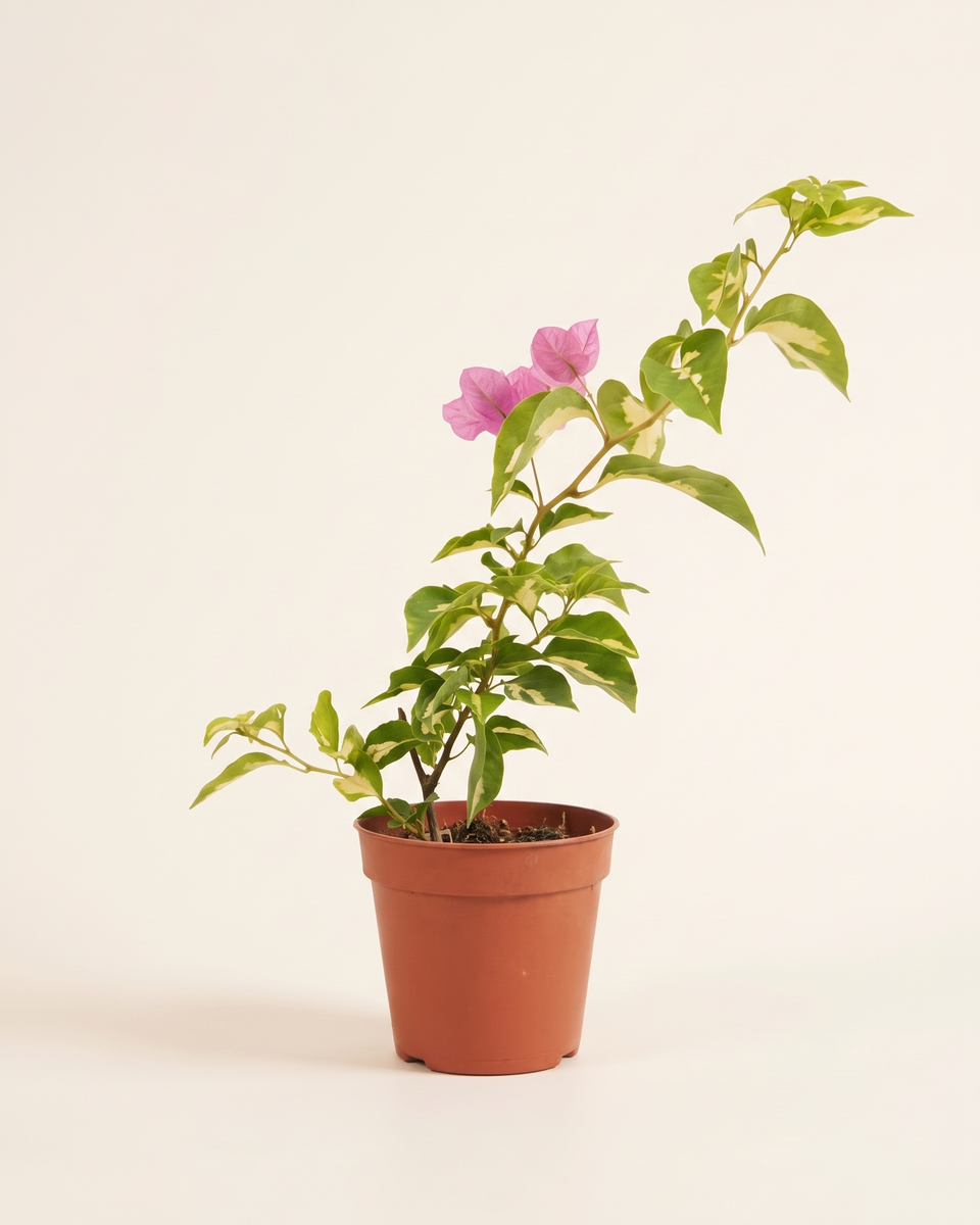 Bougainvillea Variegated Cane Climber (Young) جهنمية مبرقش الأوراق