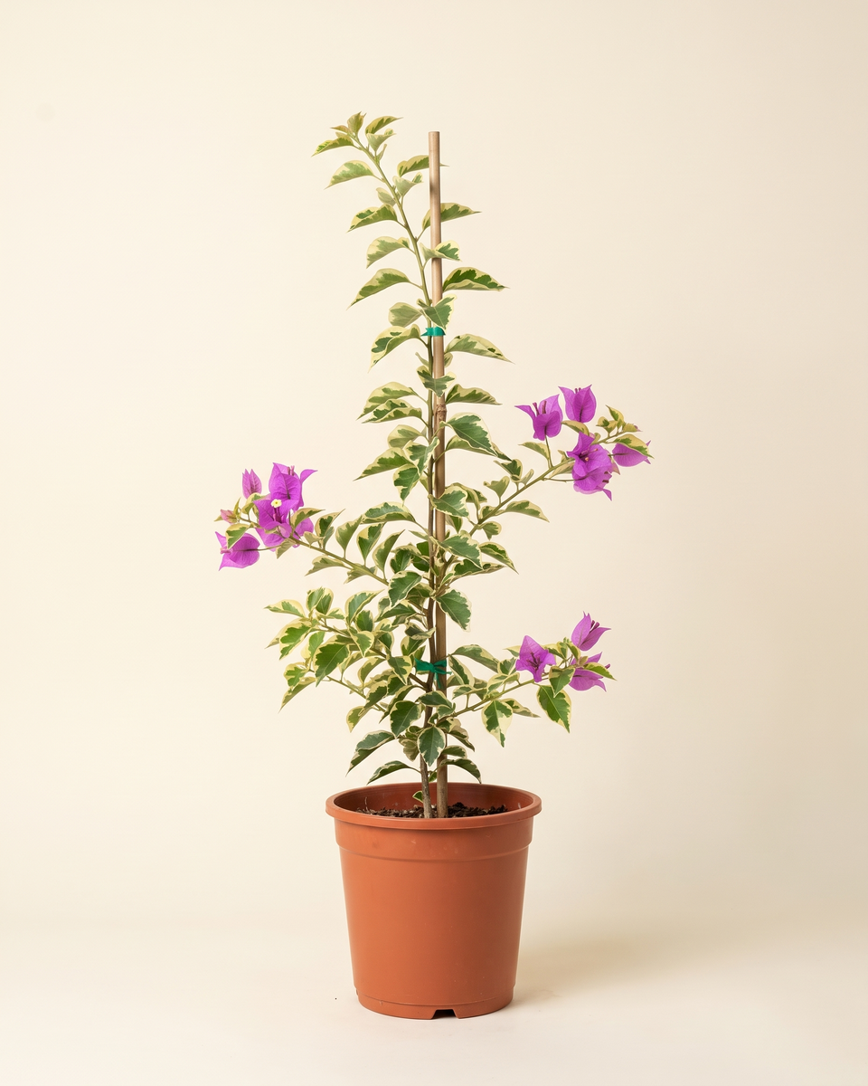 Bougainvillea Variegated Cane Climber (Young) جهنمية مبرقش الأوراق